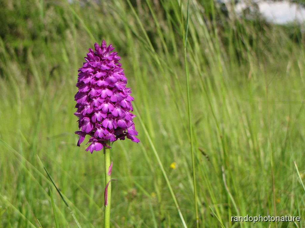 02_Orchis pyramidal_6.JPG - Orchis pyramidal